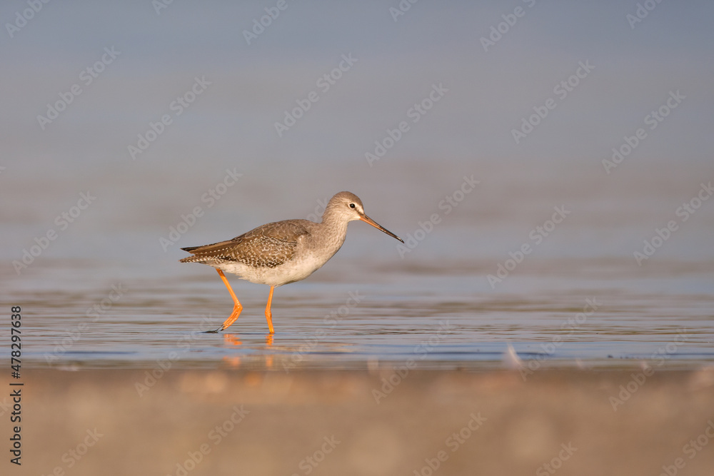 Spotted redshank - Tringa erythropus shorebird Spotted redshank - Tringa erythropus shorebird