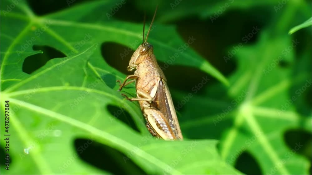 Natural background and close up portrait of grasshopper. macro footage of a grasshopper on a leaf. Natural background and close up portrait of grasshopper. macro footage of a grasshopper on a leaf.