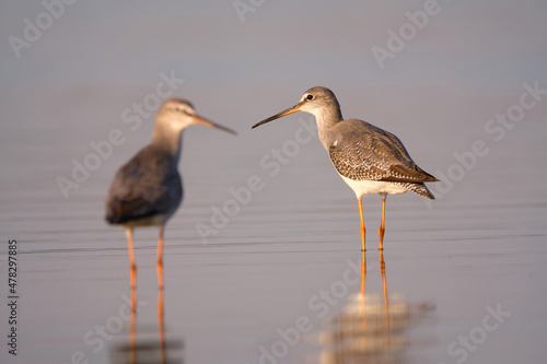 Spotted redshank - Tringa erythropus shorebird