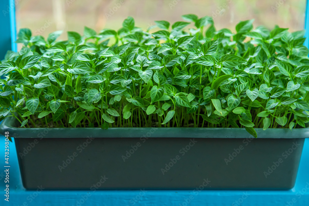 Pepper seedlings grow in spring. Selective focus. Pepper seedlings grow in spring. Selective focus.