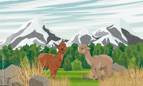 Two alpacas in a valley near mountains with snowy peaks. Vector realistic landscape