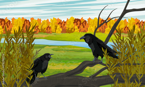 A pair of black crows are sitting on a branch of a felled tree. A meadow with a river and an autumn forest. Wild crow Corvus corax. Realistic vector landscape