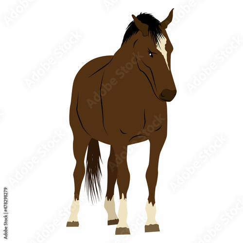 Brown horse with a white spot on the forehead. Domestic and wild vector animals