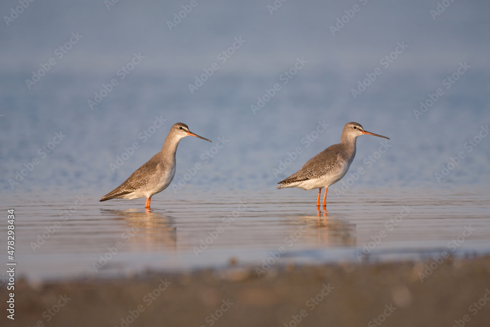Fototapeta premium Spotted redshank - Tringa erythropus shorebird