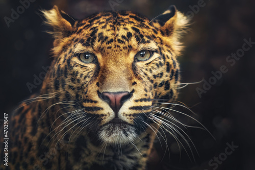 Leopard (Panthera pardus) detail portrait, eye to eye contact  photo