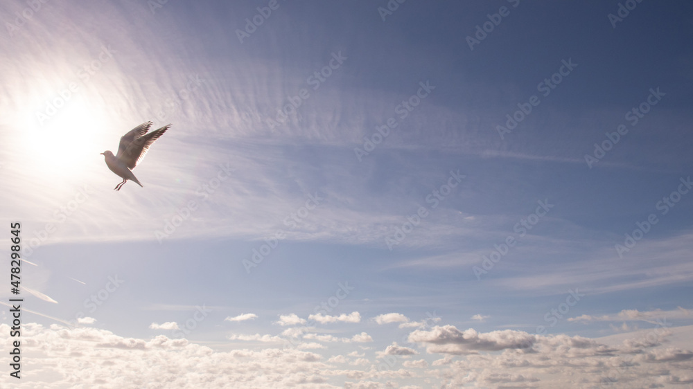 Fototapeta premium Seagull in the sky