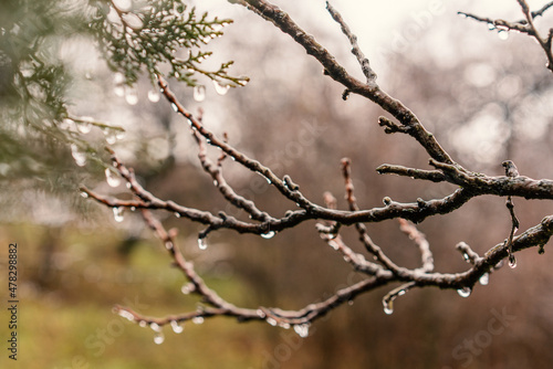 Beautiful nature background and tektura, frozen raindrops on bare branches, freshness and cleanliness concept © olezzo