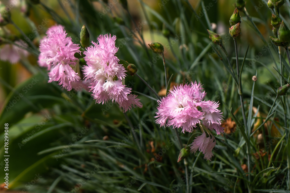 A group of carnation flowers blossoming in the garden in the rays of sunlight on a background of green buds A group of carnation flowers blossoming in the garden in the rays of sunlight on a background of green buds