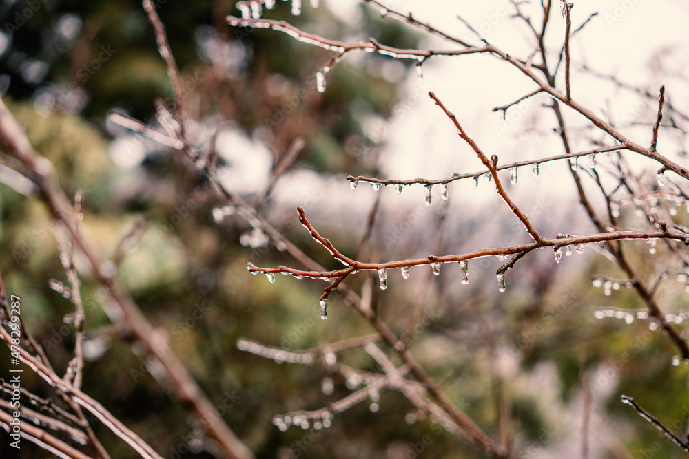 Beautiful nature background and tektura, frozen raindrops on bare branches, freshness and cleanliness concept Beautiful nature background and tektura, frozen raindrops on bare branches, freshness and cleanliness concept