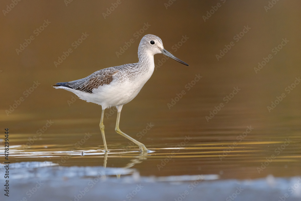 Common greenshank - tringa nebularia on the lake Common greenshank - tringa nebularia on the lake