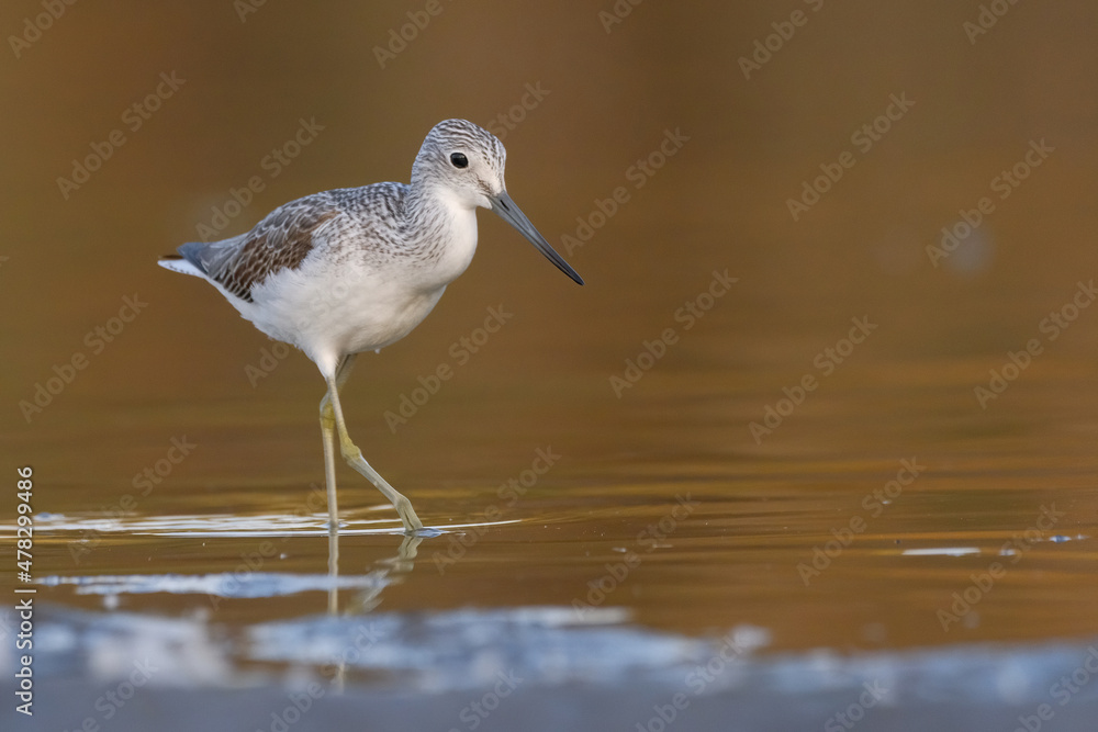 Common greenshank - tringa nebularia on the lake Common greenshank - tringa nebularia on the lake