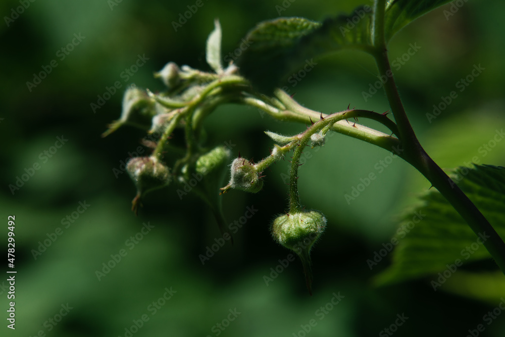 Obraz premium Green leaves and inflorescences of raspberries