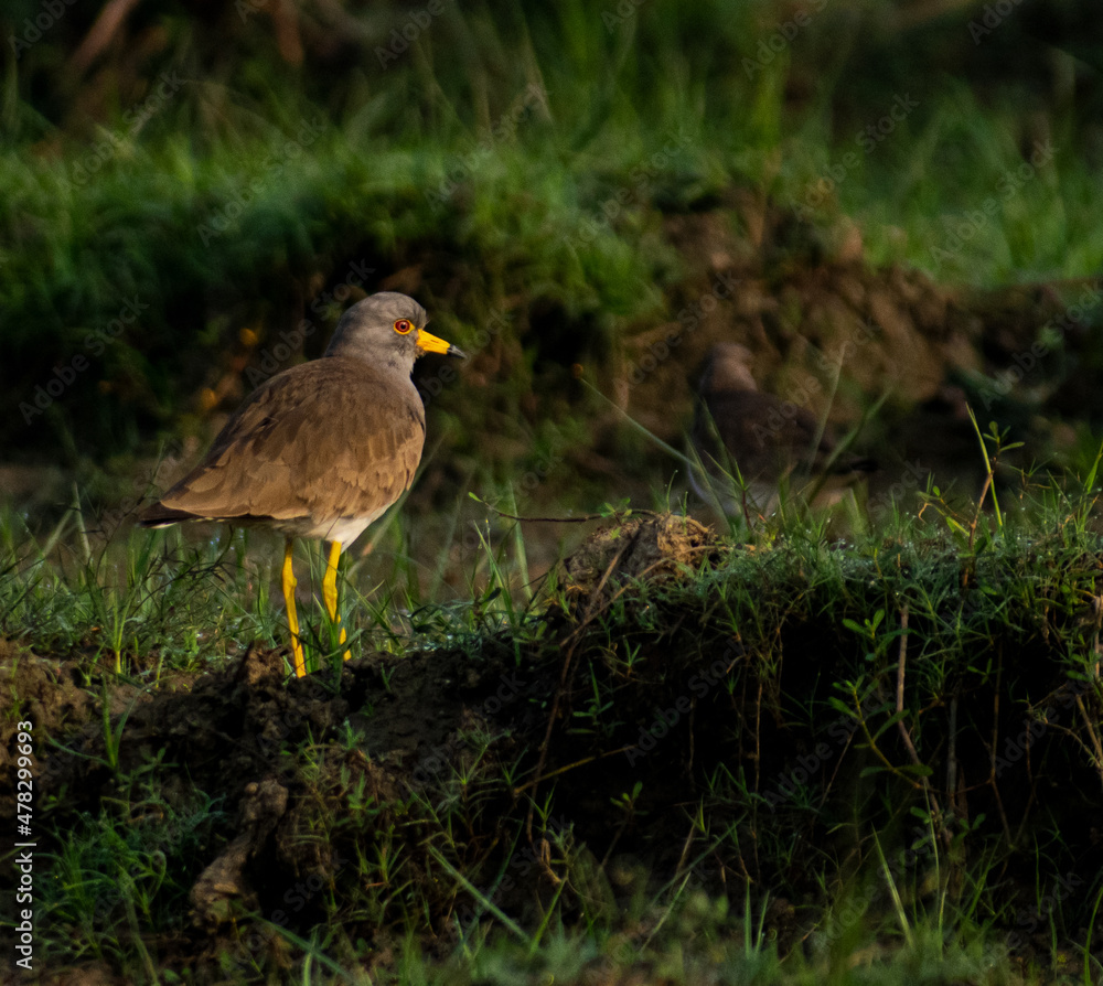 Obraz premium A Grey-headed Lapwing