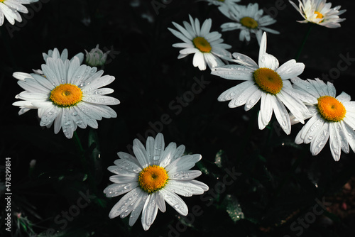 Chamomile in raindrops in the morning sun in the garden near the house