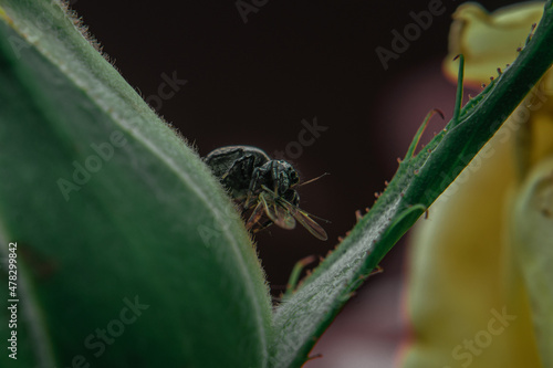 Jumping spiders on a hunt caught their prey - a camara on a bud of an unblown rose. Close-up of insects in natural habitat