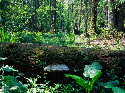 Tableau sur toile Broken tree, Bialowieza Forest, Bialowieza National Park, Poland