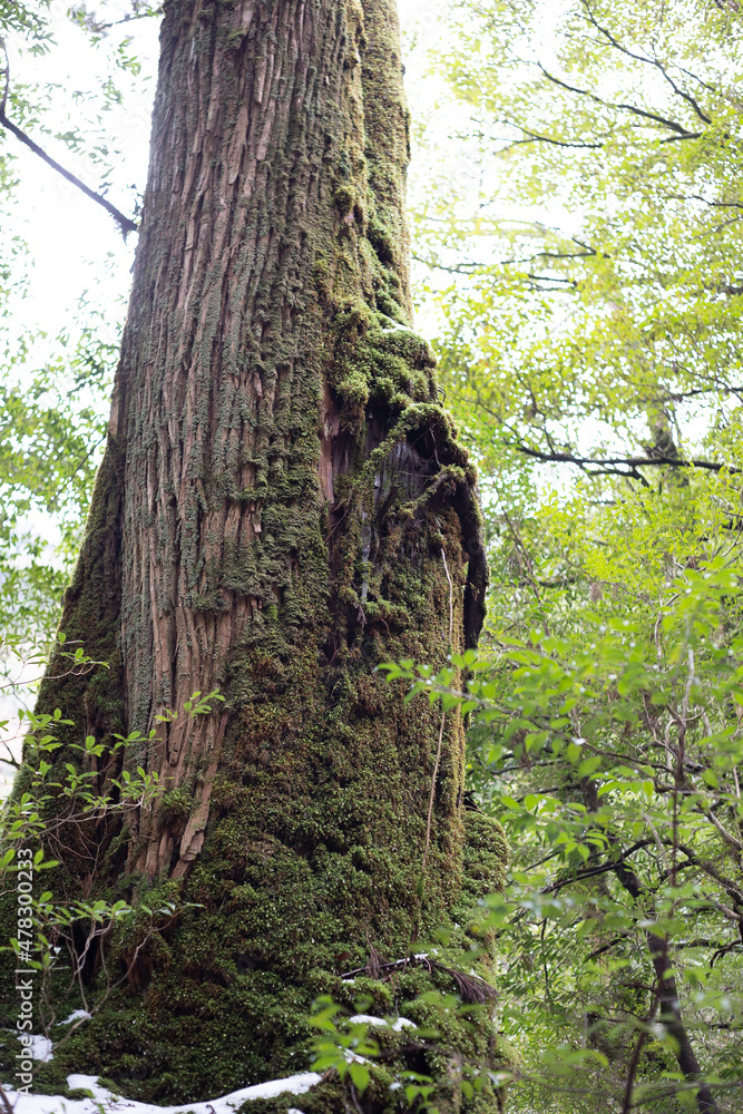 Obraz premium Winter Yaskuhima forest in Kyusyu Japan