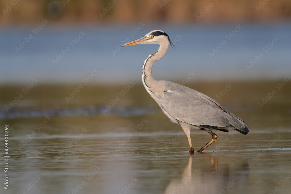 Grey heron fishing in the water Grey heron fishing in the water
