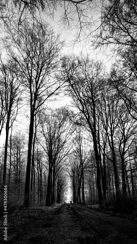 Fototapeta premium Wald