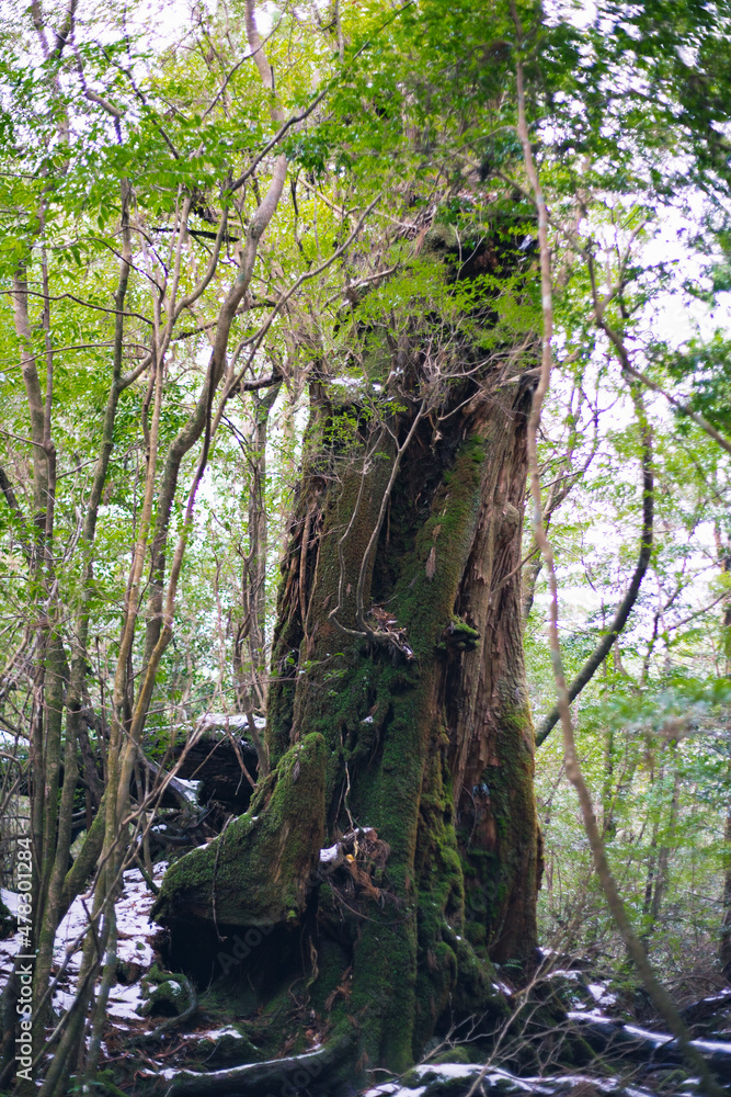 Fototapeta premium Winter Yaskuhima forest in Kyusyu Japan.