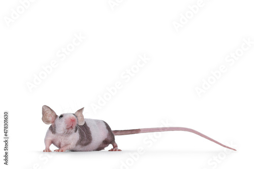 Cute little black and white spotted mouse  standing facing front. Looking up and away from camera. Isolated on a white background.