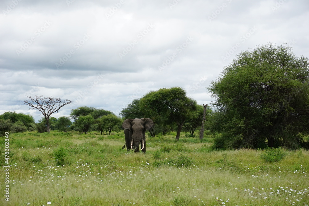 Fototapeta premium A lone african bull elephant, large and beautiful creature