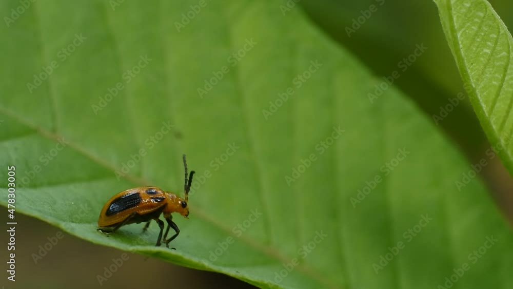 Ladybugs on leaves in the garden HD Video. Macro footage of ladybugs Ladybugs on leaves in the garden HD Video. Macro footage of ladybugs
