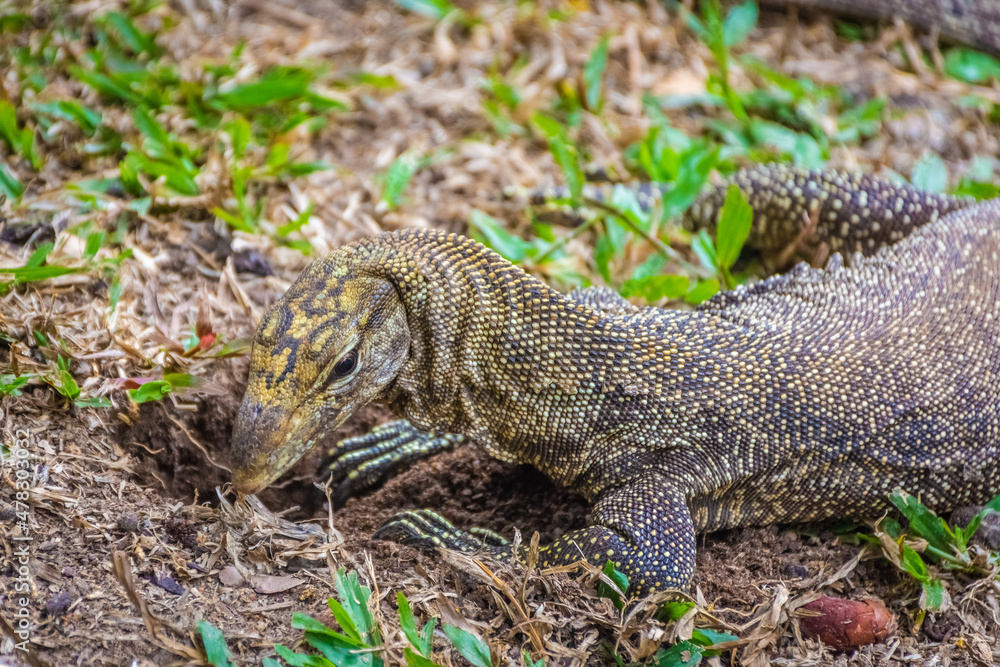 Asian Water Monitor Lizard in Singapore Botanic Garden Asian Water Monitor Lizard in Singapore Botanic Garden