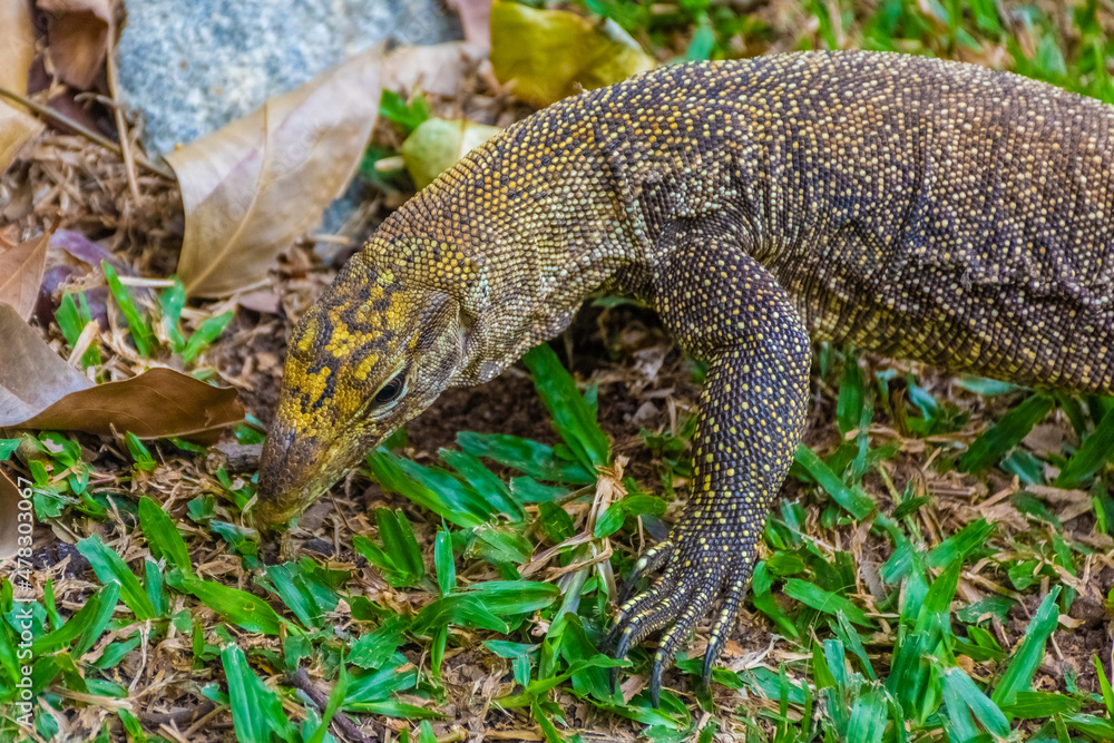 Asian Water Monitor Lizard in Singapore Botanic Garden Asian Water Monitor Lizard in Singapore Botanic Garden