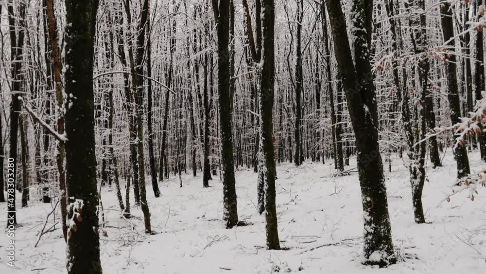 a pan upwards in an snowy winter forest a pan upwards in an snowy winter forest