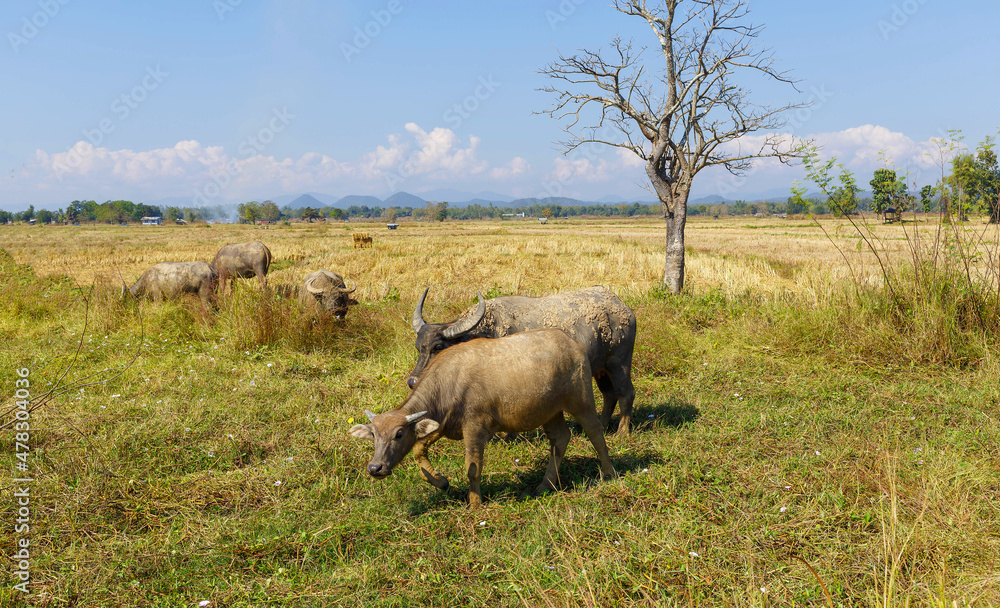 Obraz premium Many Thai buffaloes are eating grass in grass fields