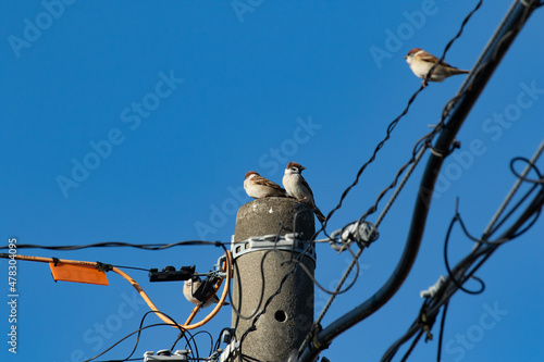 電柱に止まるスズメ
