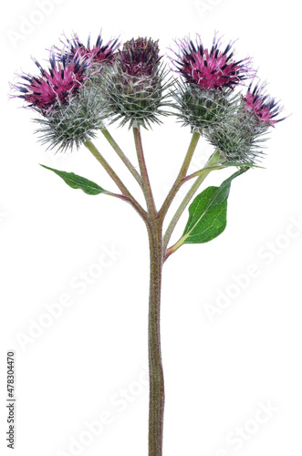 Great Burdock (Arctium lappa) flower © nadin333