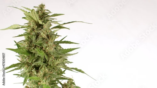 Plant on a white background, place for text. CBD can be derived from either hemp or marijuana. CBD products are only federally legal if they're derived from hemp and contain less than 0.3 percent THC. photo