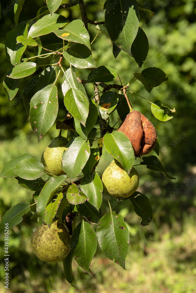 Obraz premium Rotting pear fruit on the tree in a garden. Rotten pear disease