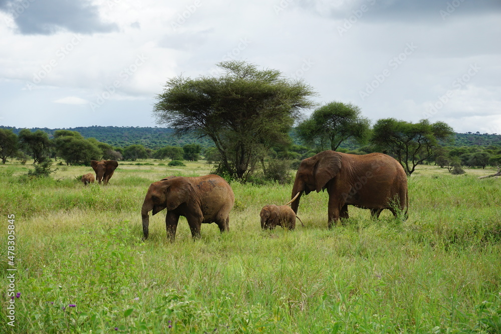 Beautiful elephant family with little baby in the Tarangire National Park Beautiful elephant family with little baby in the Tarangire National Park