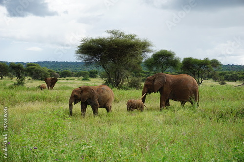 Beautiful elephant family with little baby in the Tarangire National Park