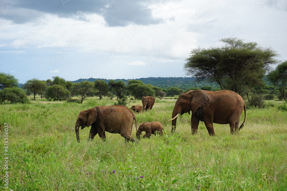 Elephant family taking care of the baby elephant, Tarangire National Park Elephant family taking care of the baby elephant, Tarangire National Park