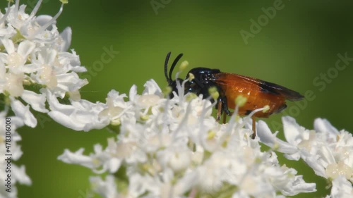 Bramble Sawfly, Arge cyanocrocea on the white flower photo