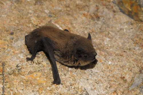 Pipistrello albolimbato (Pipistrellus kuhlii),primo piano su roccia nella grotta photo