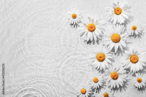 Fototapeta Naklejka Na Ścianę i Meble -  Chamomile flowers in white water background with concentric circles and ripples. Natural beauty Spa concept, Copy space