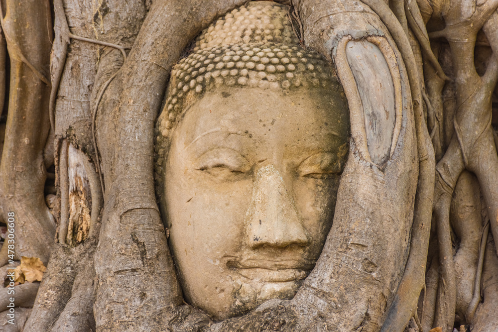 Buddha head embedded in a Banyan Tree in Ayutthaya, Thailand