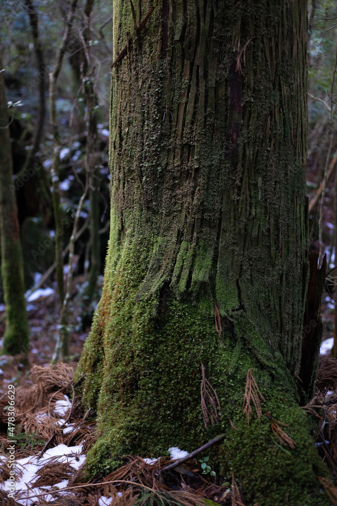 Obraz premium Winter Yaskuhima forest in Kyusyu Japan.