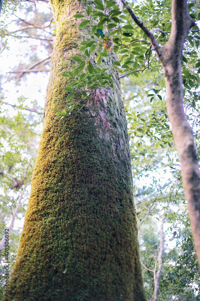 Fototapeta premium Winter Yaskuhima forest in Kyusyu Japan.