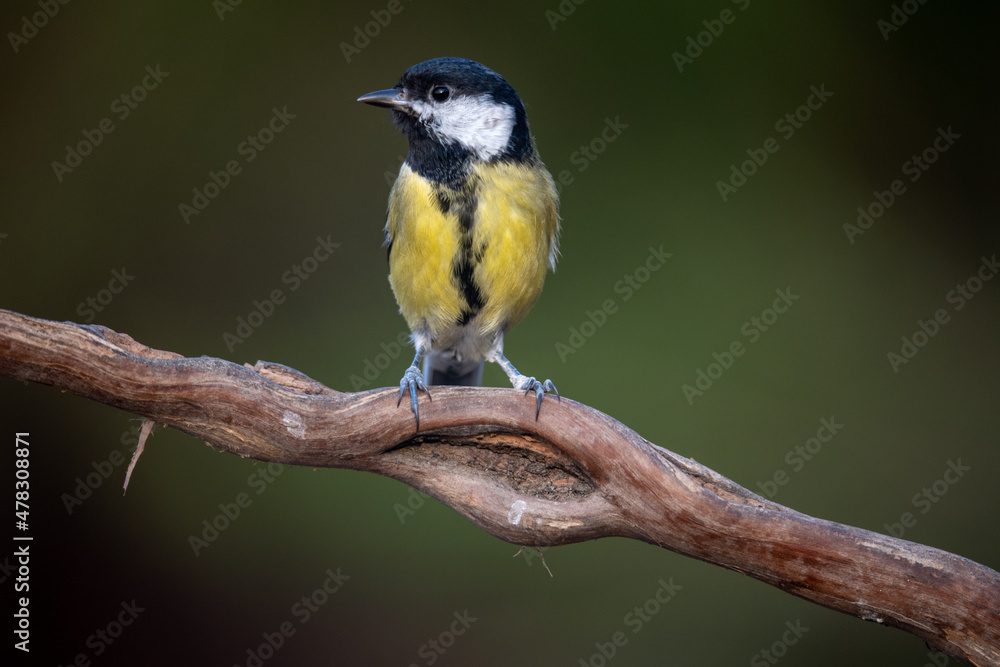 Obraz premium Carbonero Común, Parus Major 