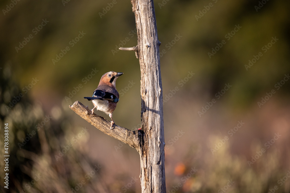 Garrulus glandarius, arrendajo