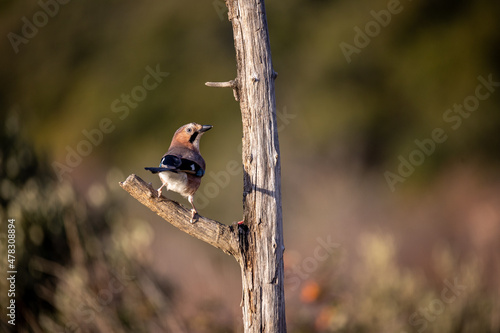 Garrulus glandarius, arrendajo