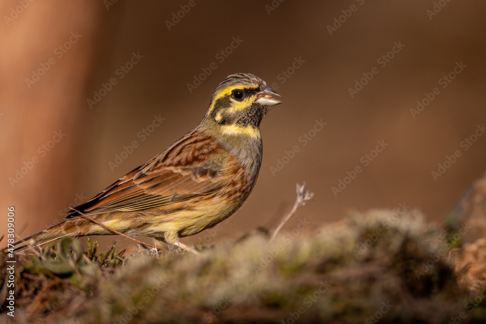 Escribano soteño macho, emberiza cirlus