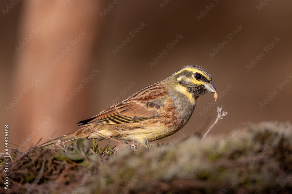 Escribano soteño macho, emberiza cirlus