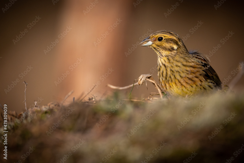 Escribano soteño hembra, emberiza cirlus